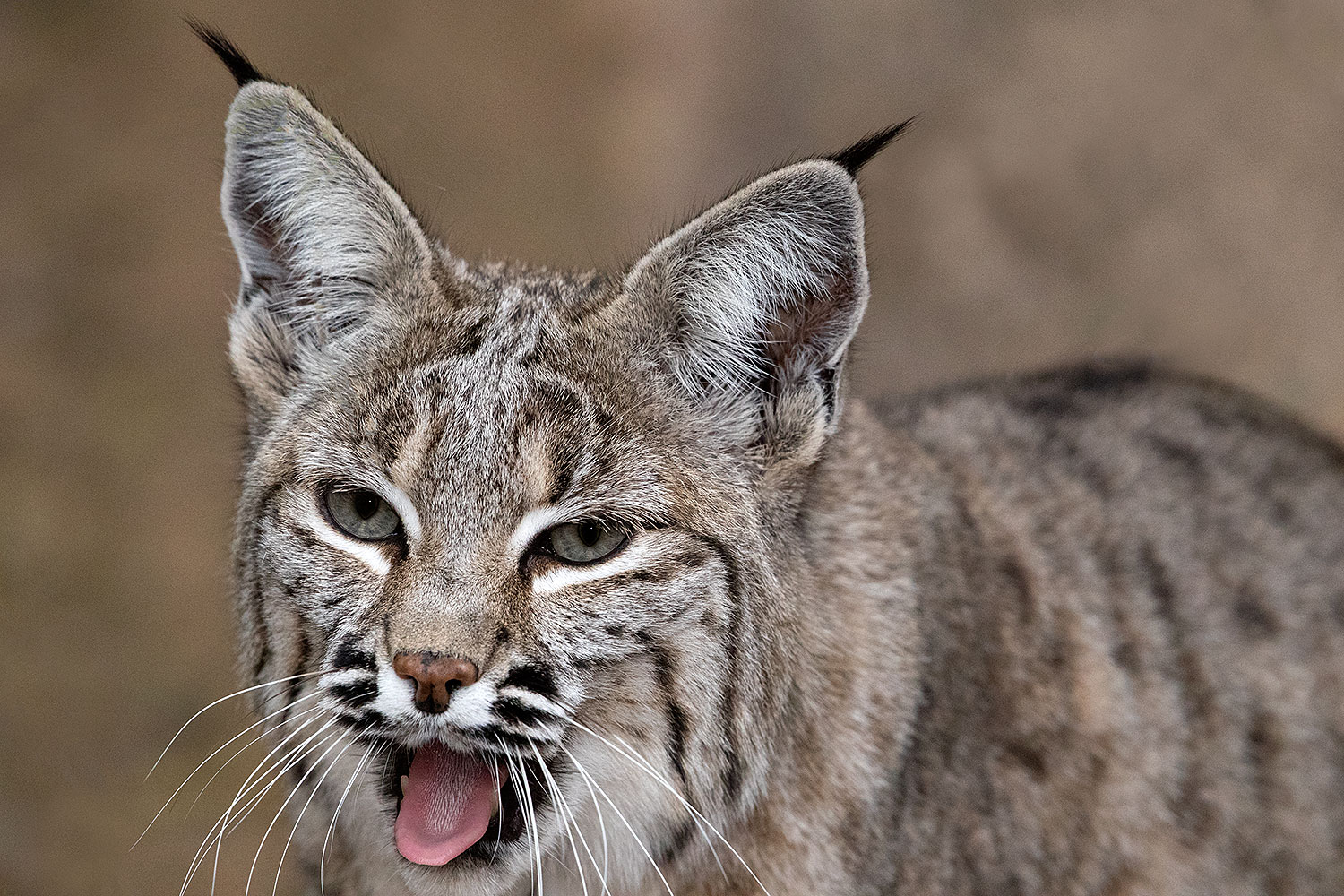 2017-01-09-museum-bobcat-1x2_12306