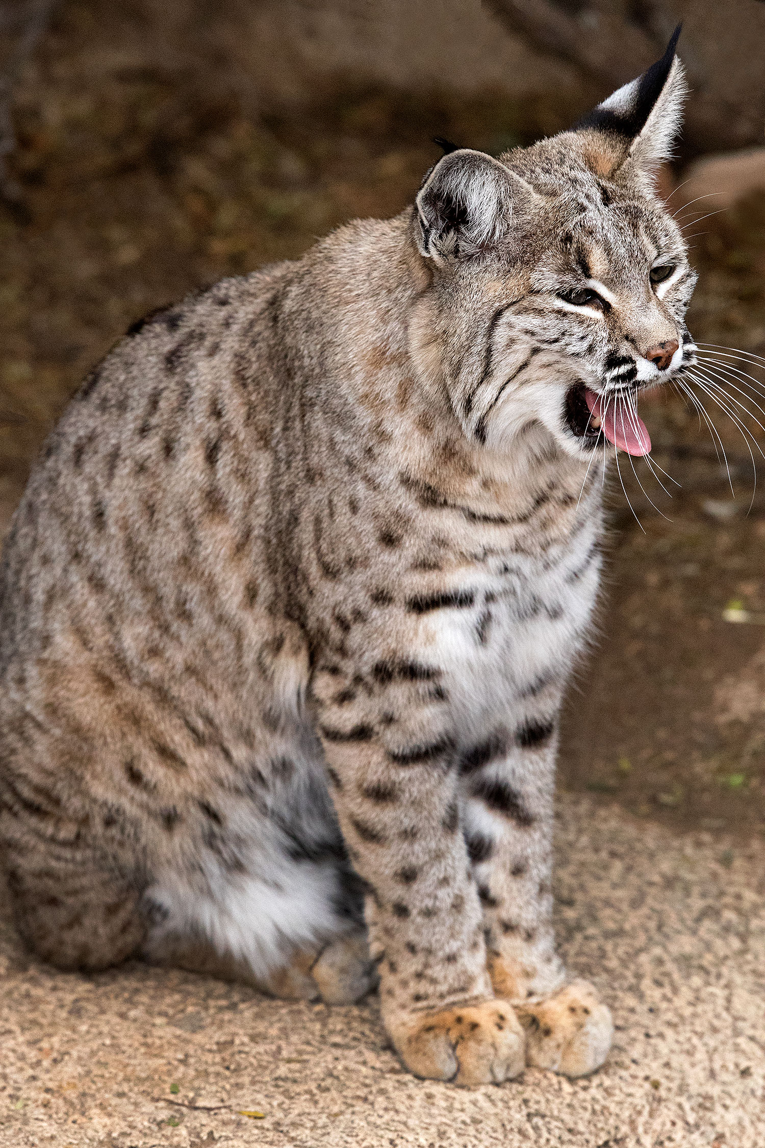 2017-01-09-museum-bobcat-1x2_12417v