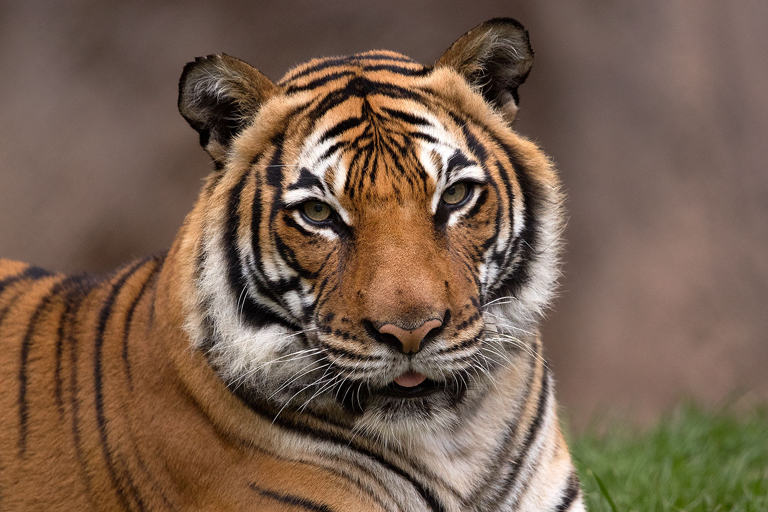 2017-01-09-tuc-reid-tiger-1x2_10512