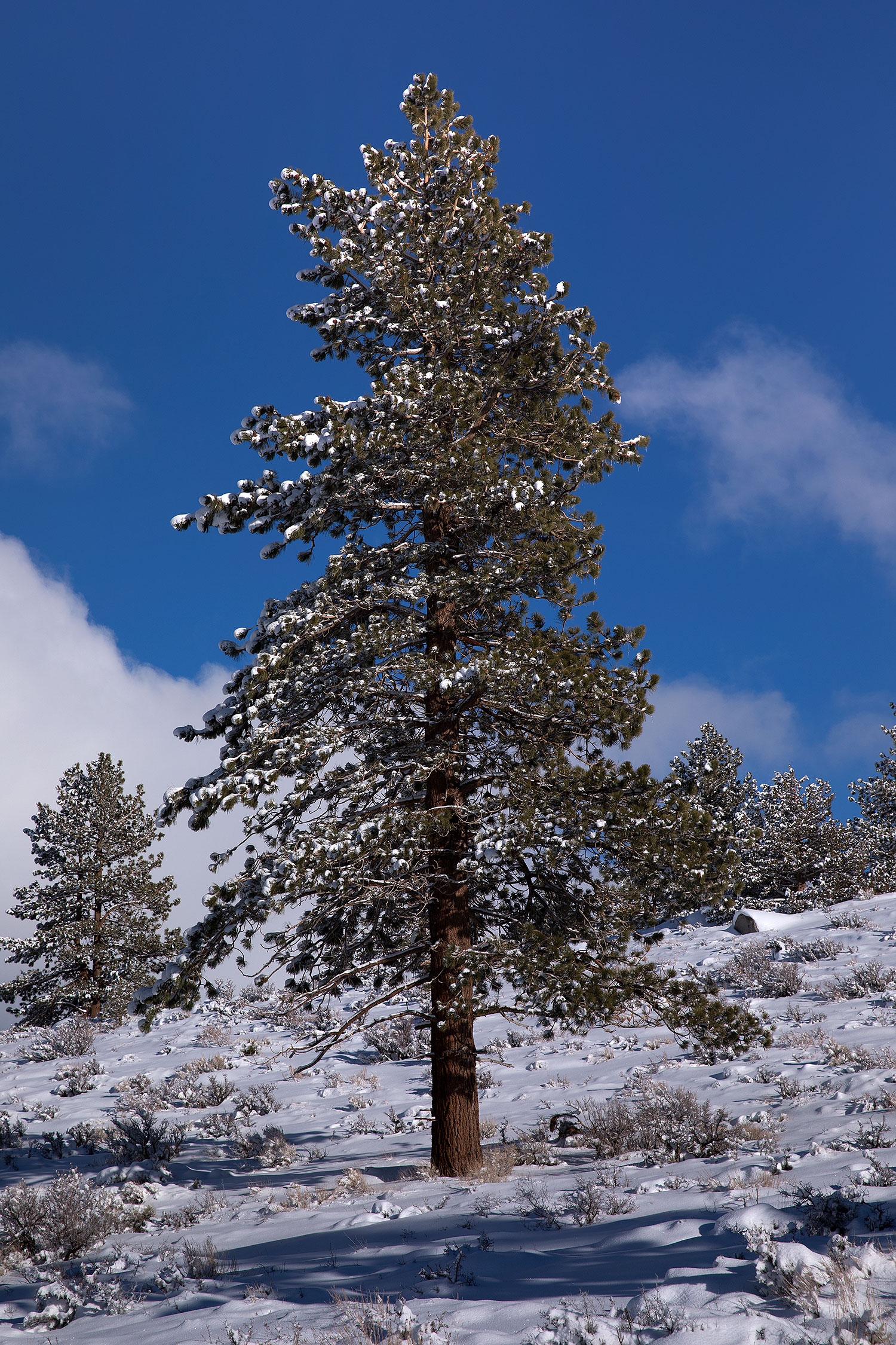 2017-01-13-sierra-lookout-5d4_1118v