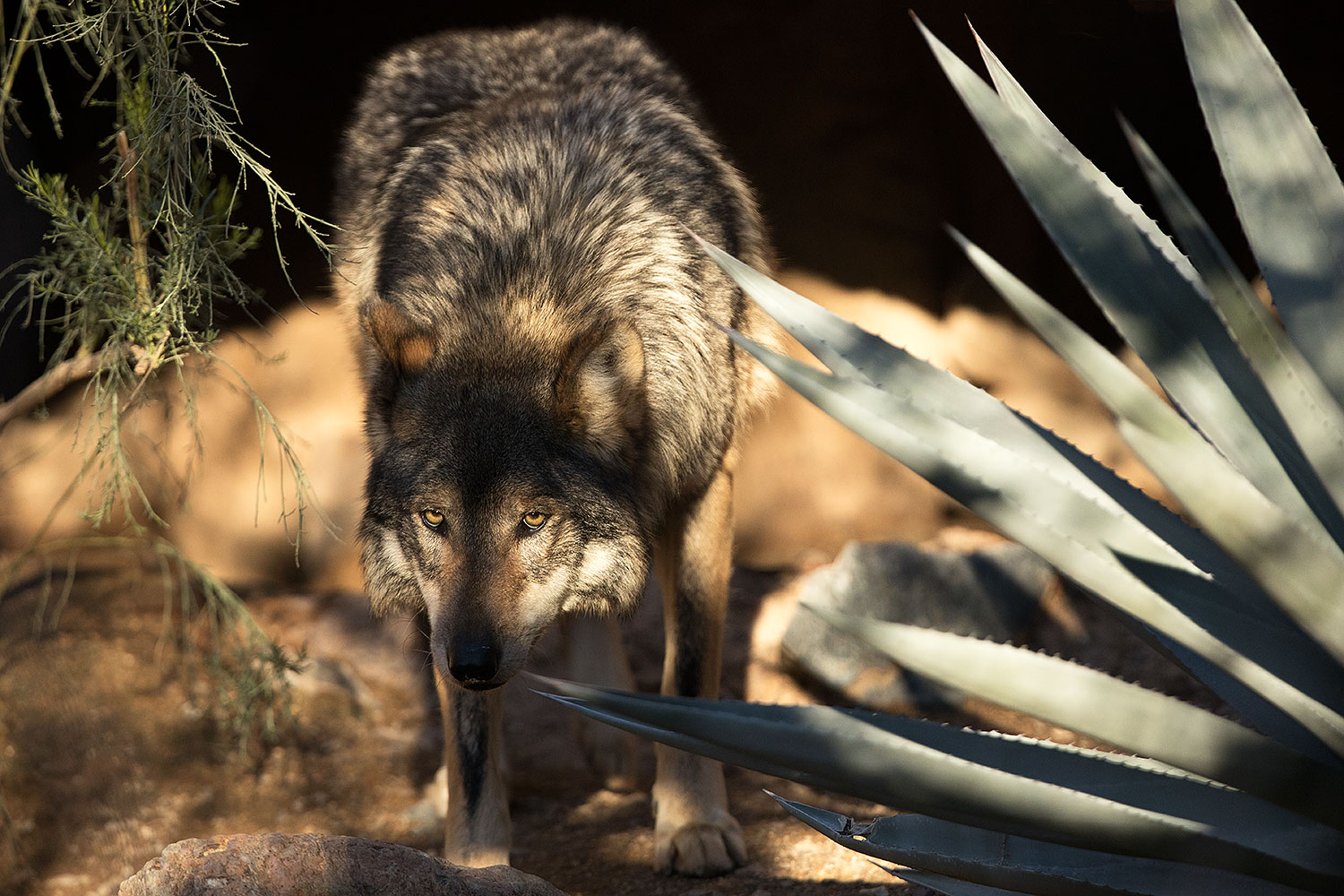 2017-01-26-museum-wolves-5d4_0350