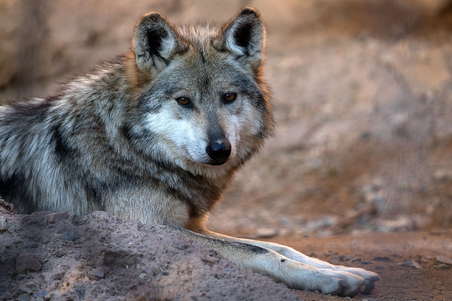 2017-01-26-museum-wolves-5d4_0487