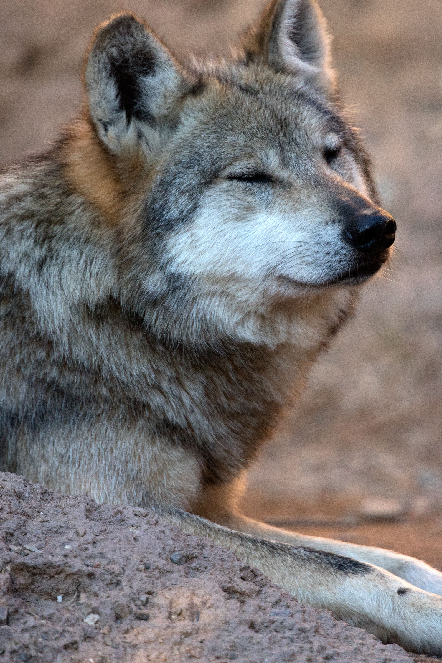 2017-01-26-museum-wolves-5d4_0500v