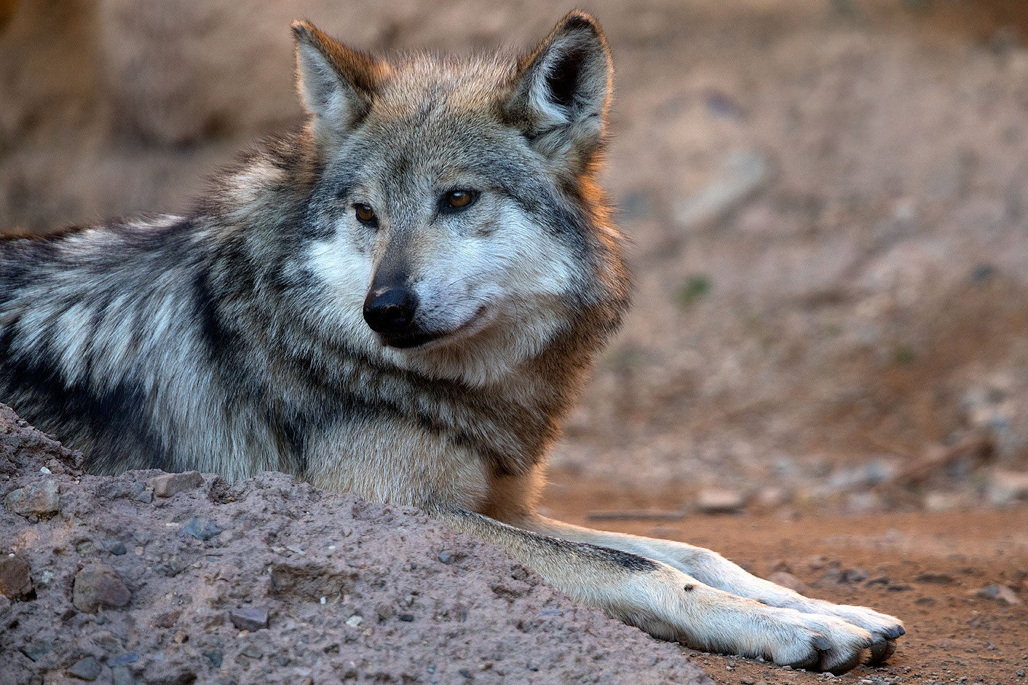 2017-01-26-museum-wolves-5d4_0537