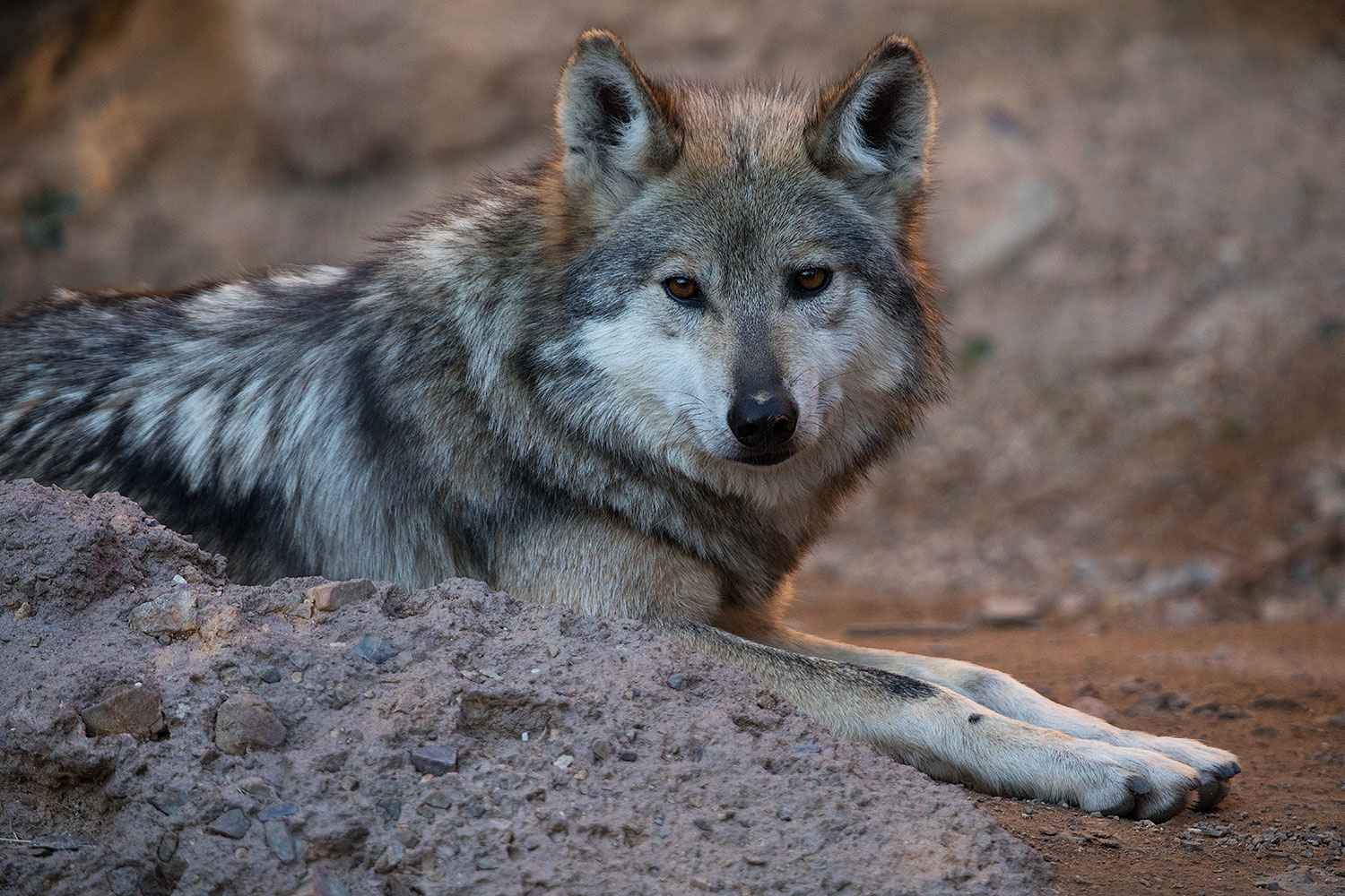 2017-01-26-museum-wolves-5d4_0596