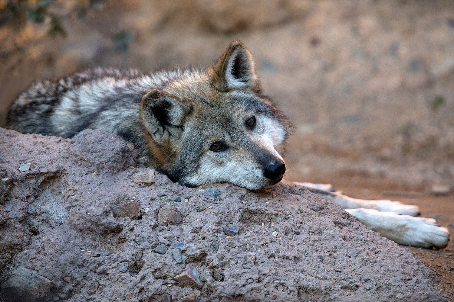 2017-01-26-museum-wolves-5d4_0697