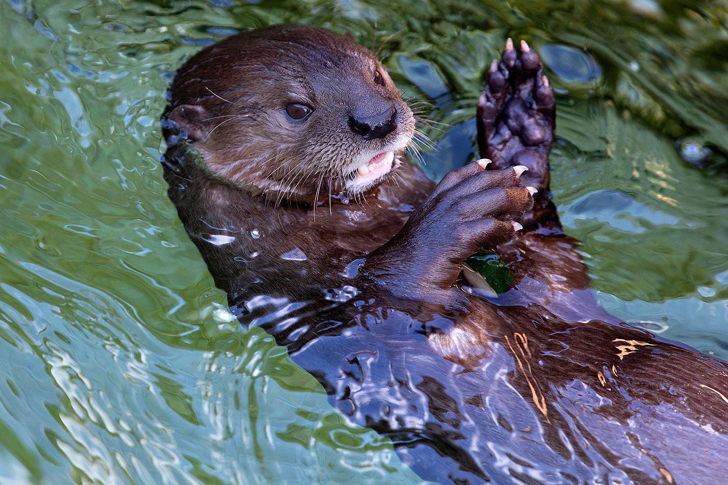 2017-01-27-reid-otters-5d4_0837