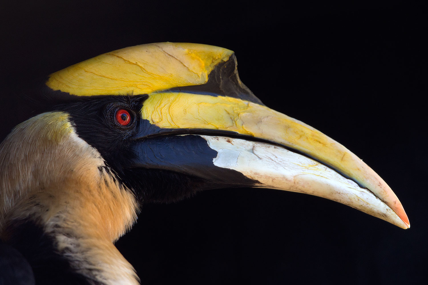 2017-01-28-reid-hornbill-1x_35991