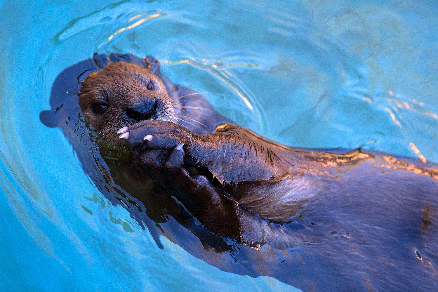 2017-01-29-reid-otters-1x_36328