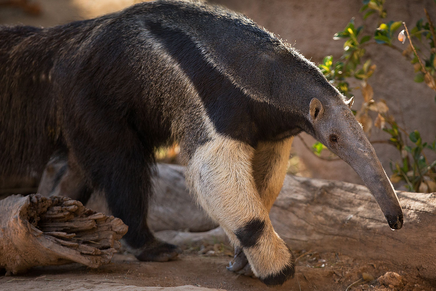 2017-01-31-reid-anteaters-1x_37158