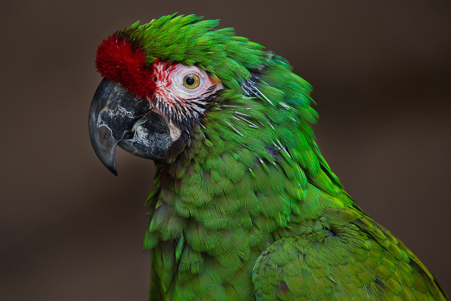 2017-02-02-red-mil-macaw-1x_38633