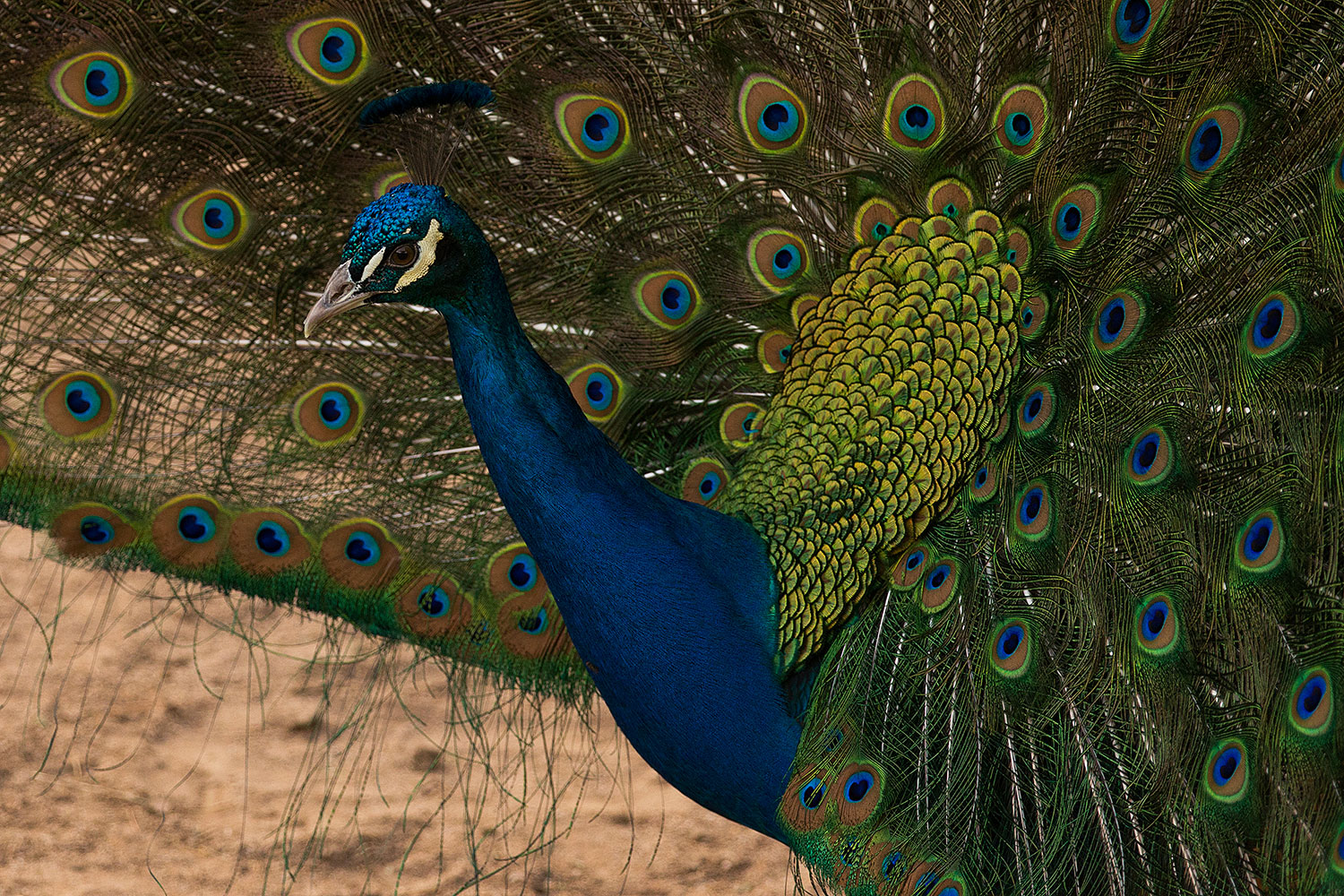 2017-02-03-reid-peacocks-1x_40567