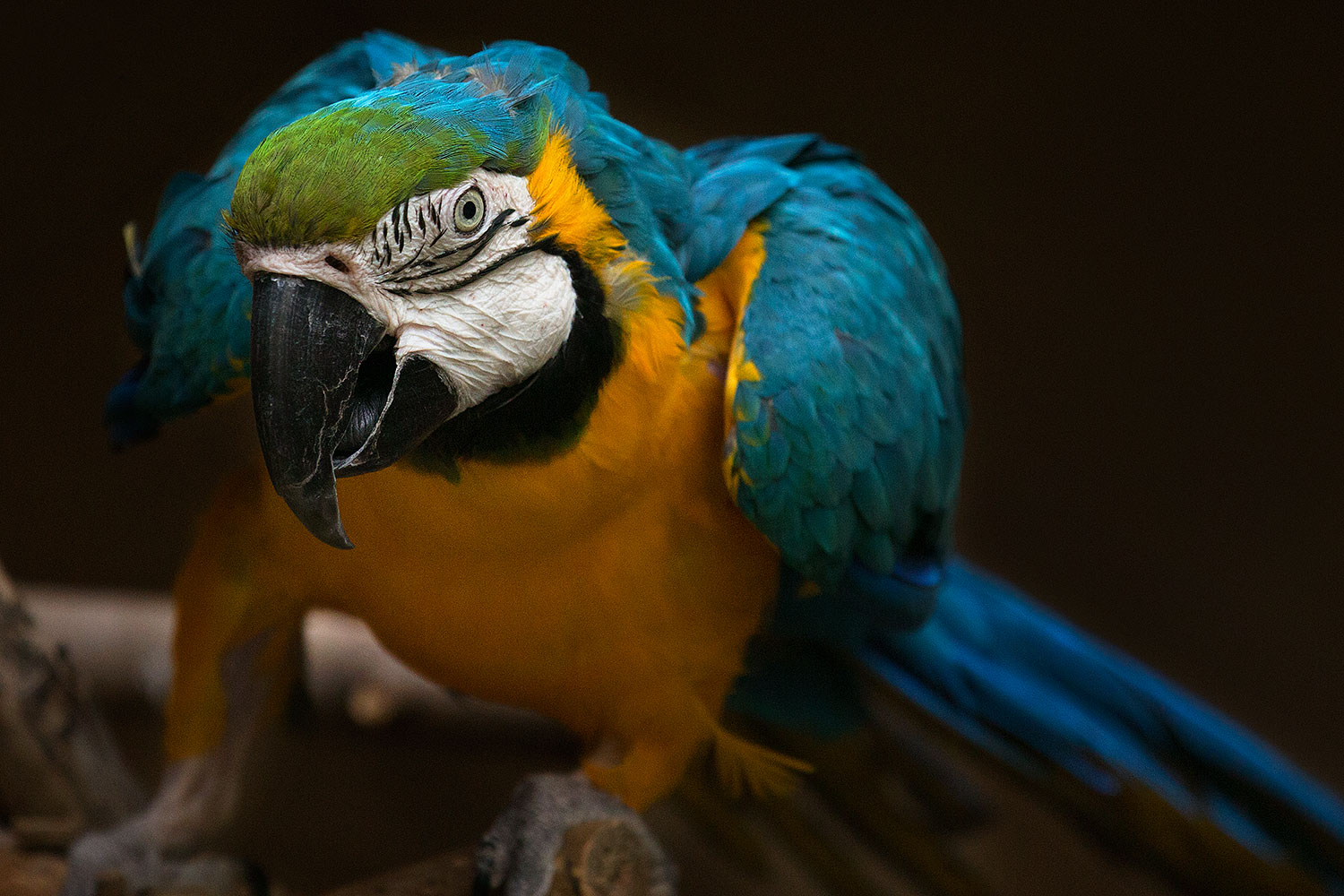 2017-02-05-reid-macaw-1x_40999