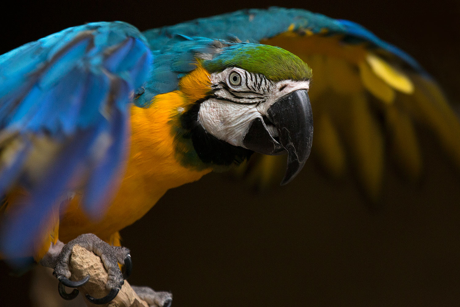 2017-02-05-reid-macaw-1x_41031