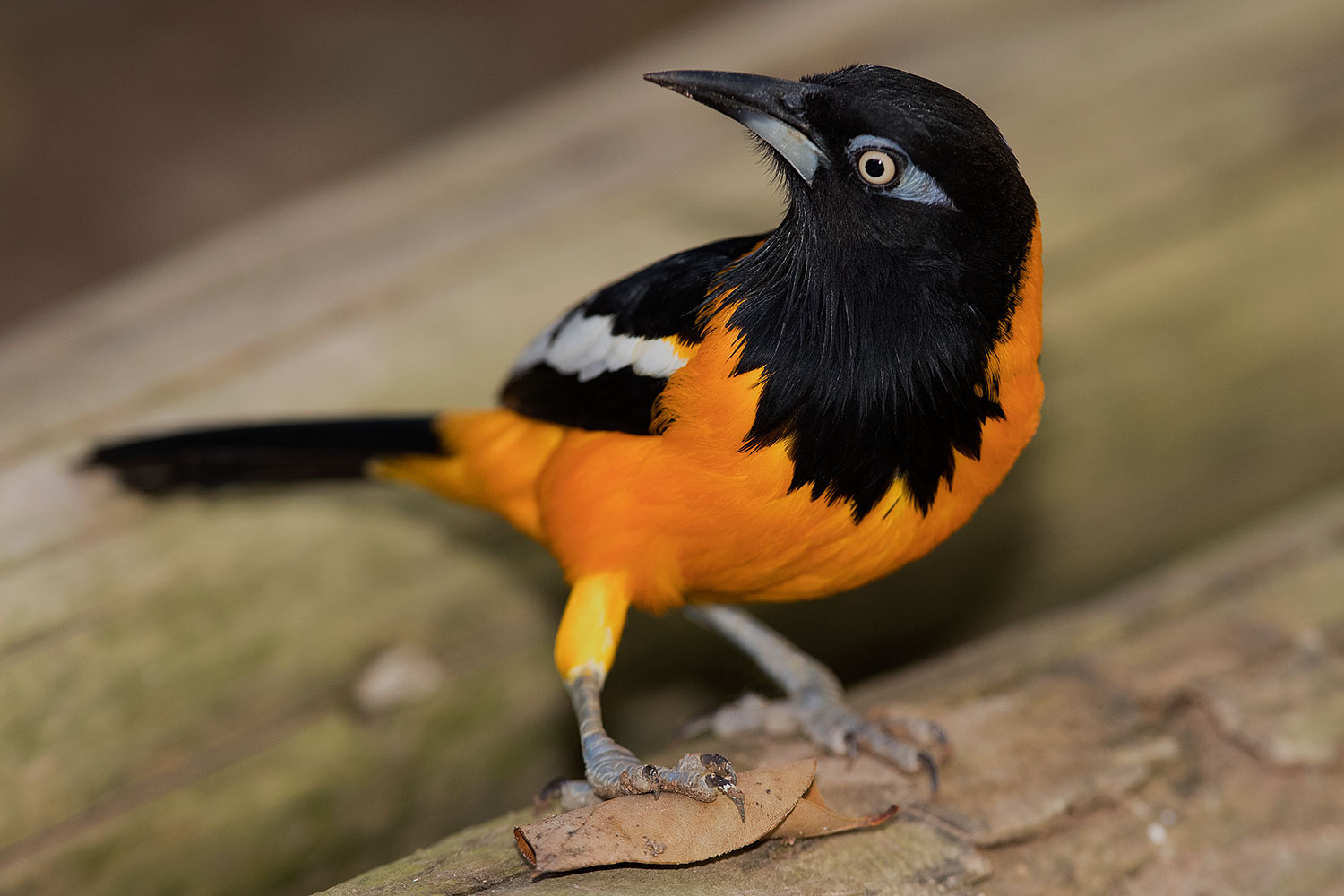 2017-02-10-reid-troupial-1x2_0330