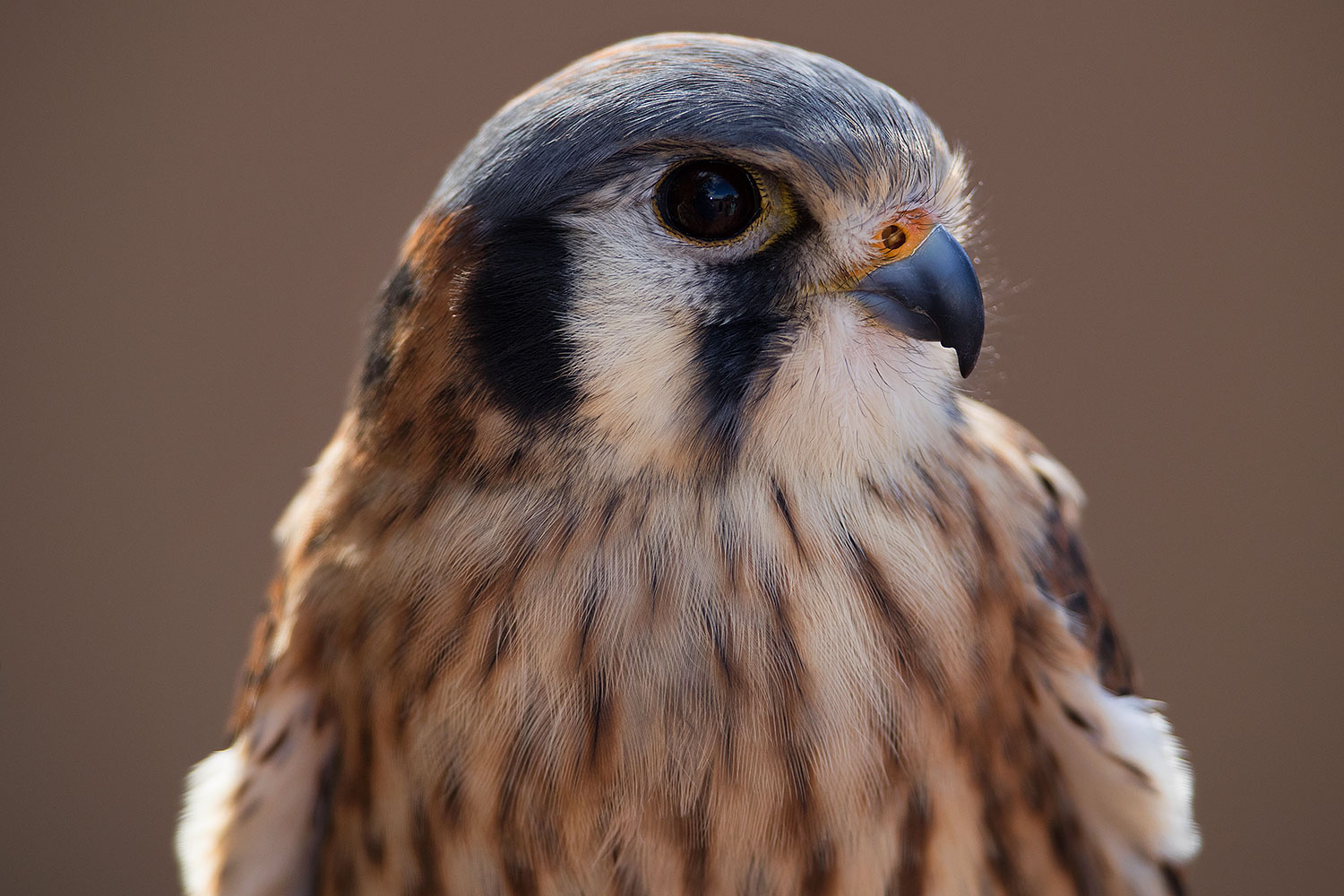 2017-02-12-museum-kestrel-1x2_2519