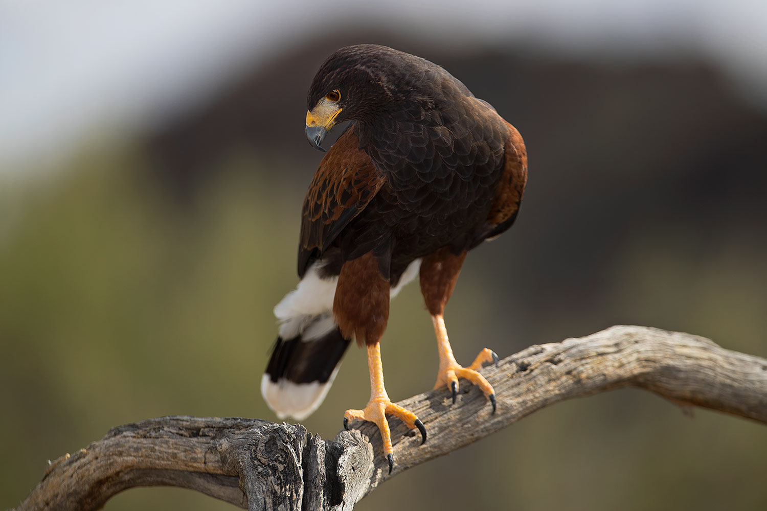 2017-02-14-museum-harris-1x2_3557