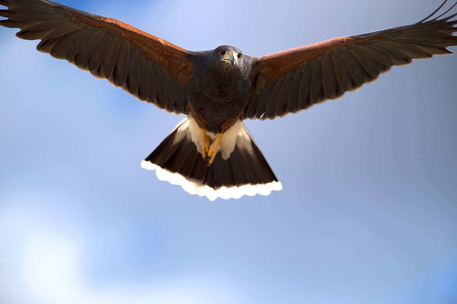 2017-02-14-museum-harris-1x2_3705