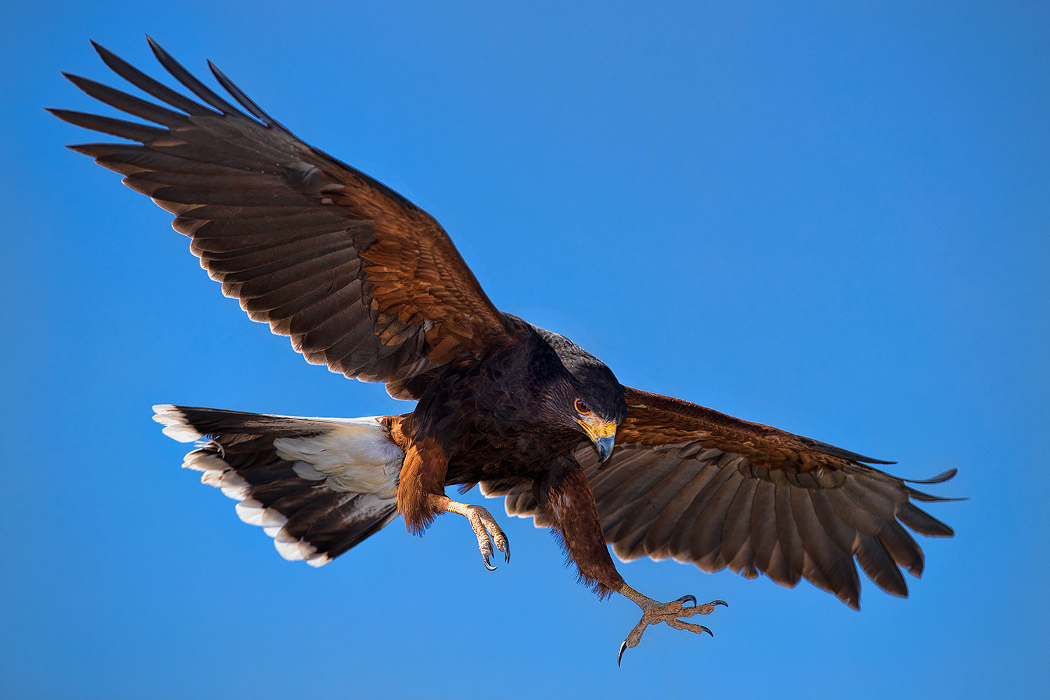 2017-02-15-museum-harris-1x2_5476