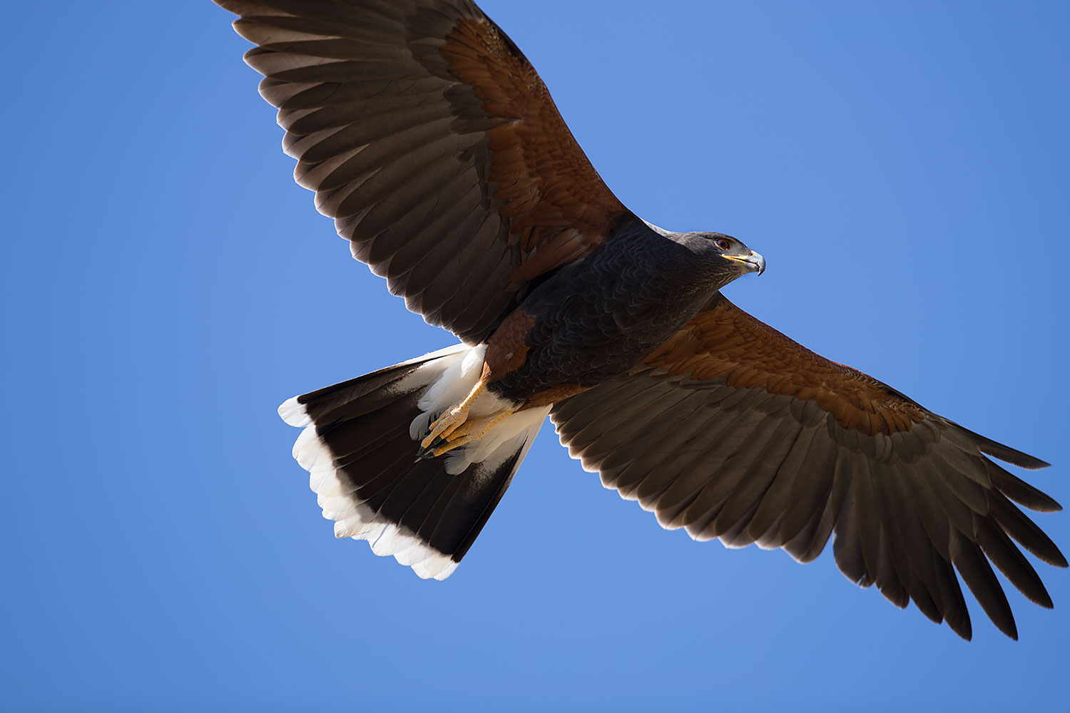 2017-02-15-museum-harris-1x2_5534