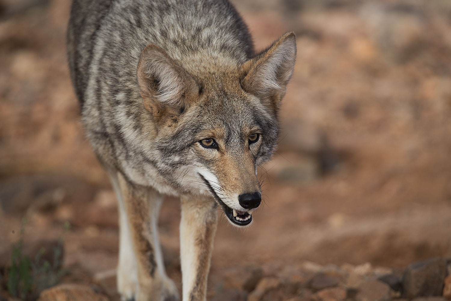 2017-02-17-museum-coyote-1x2_5955