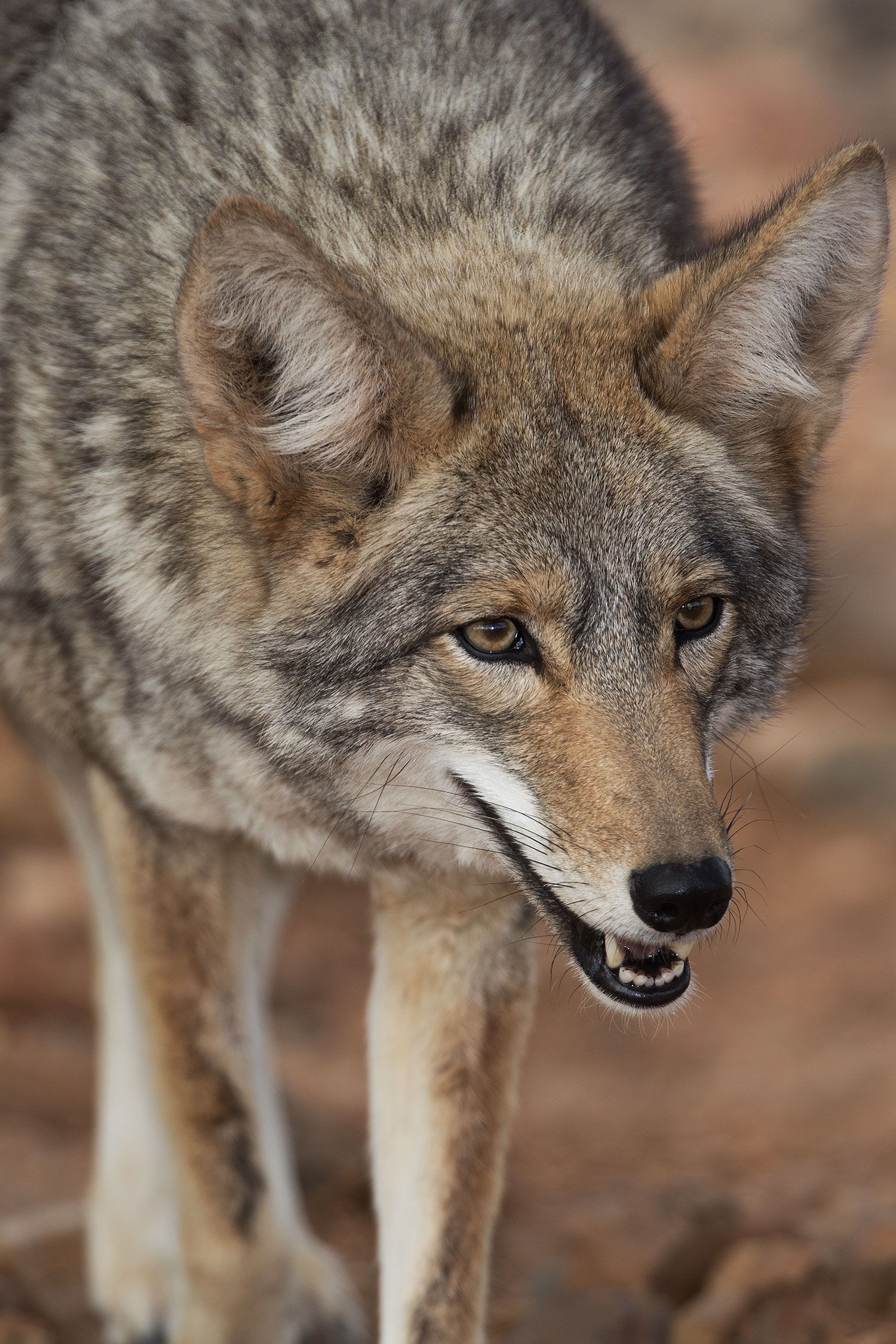 2017-02-17-museum-coyote-1x2_5955v