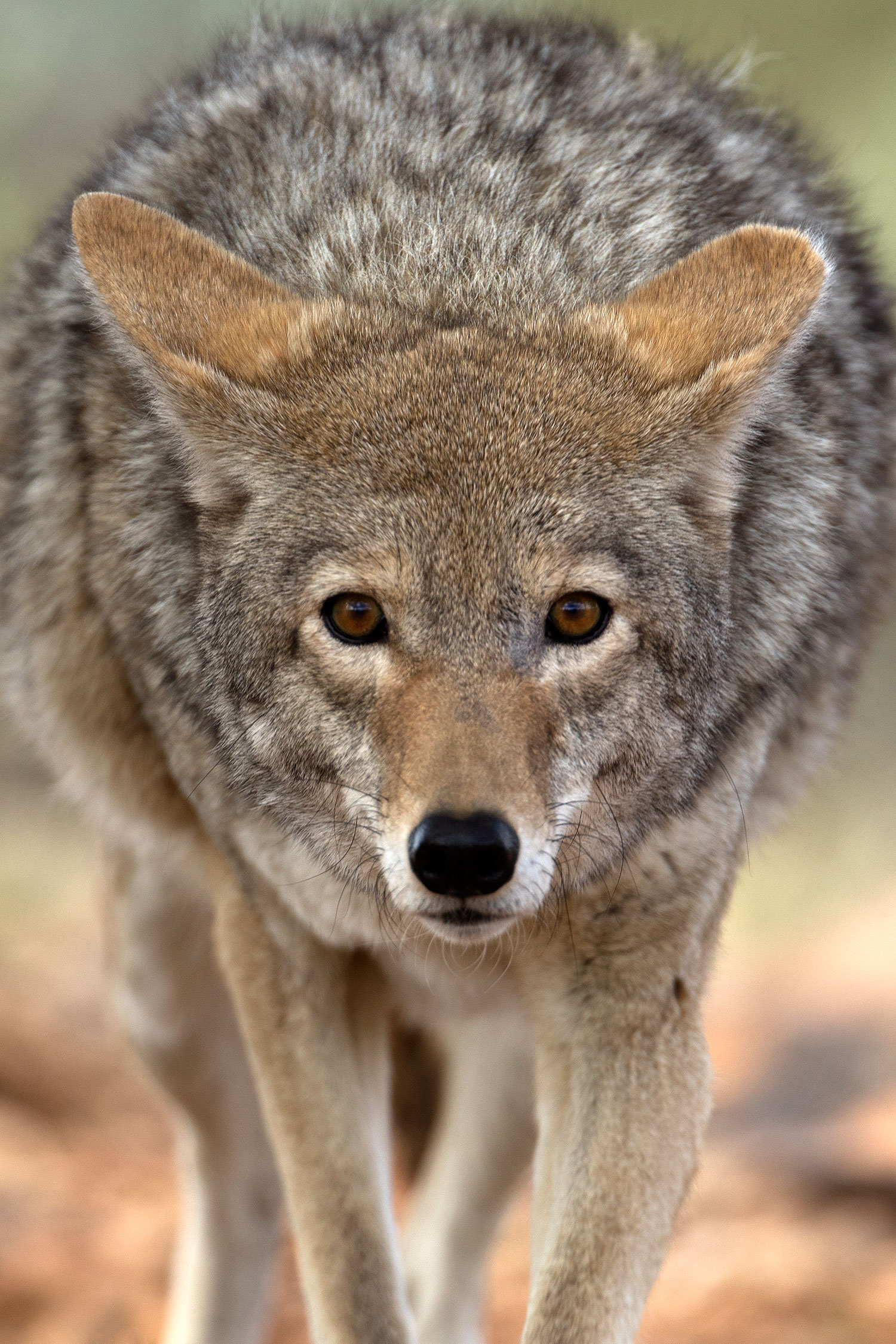 2017-02-17-museum-coyote-1x2_5959v