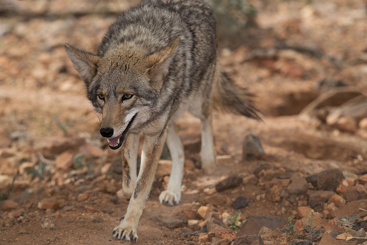 2017-02-17-museum-coyote-1x2_6152