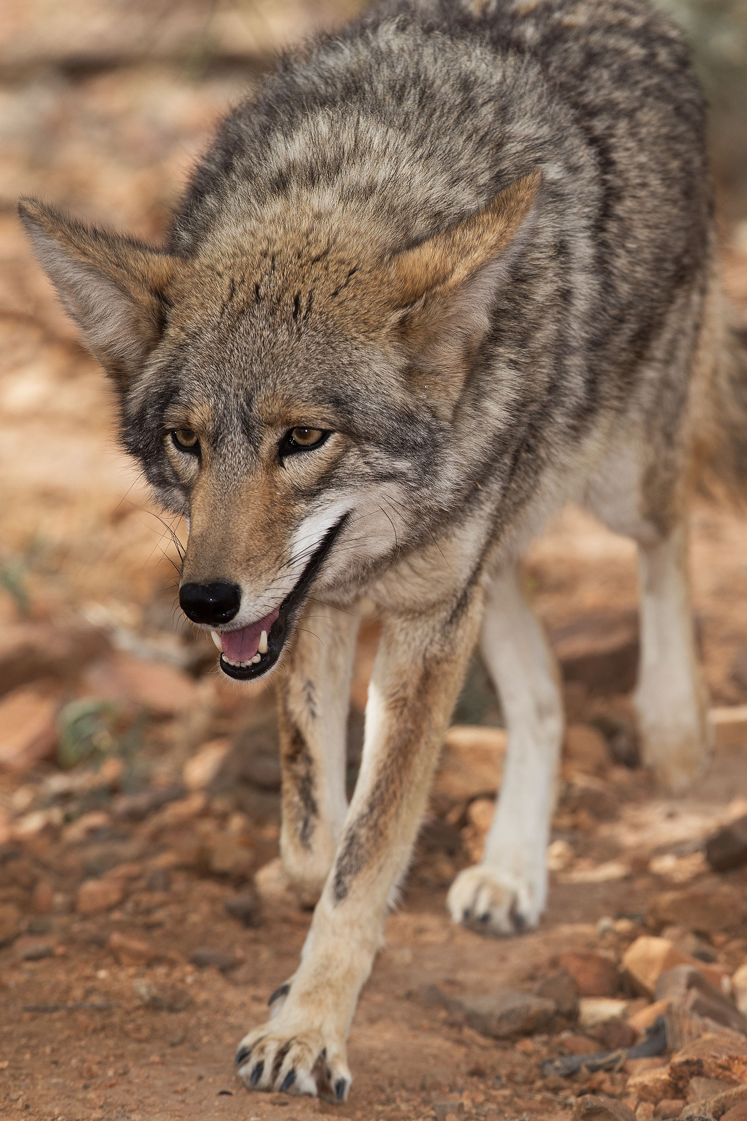 2017-02-17-museum-coyote-1x2_6152v