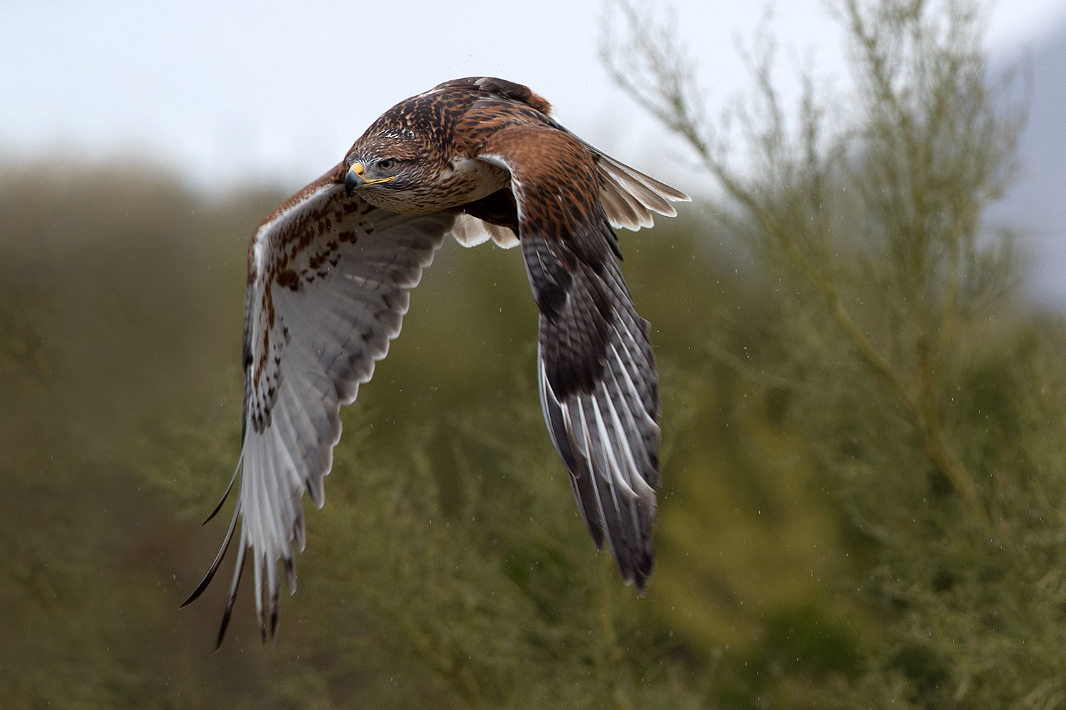 2017-02-19-museum-ferruginous-1x2_6946