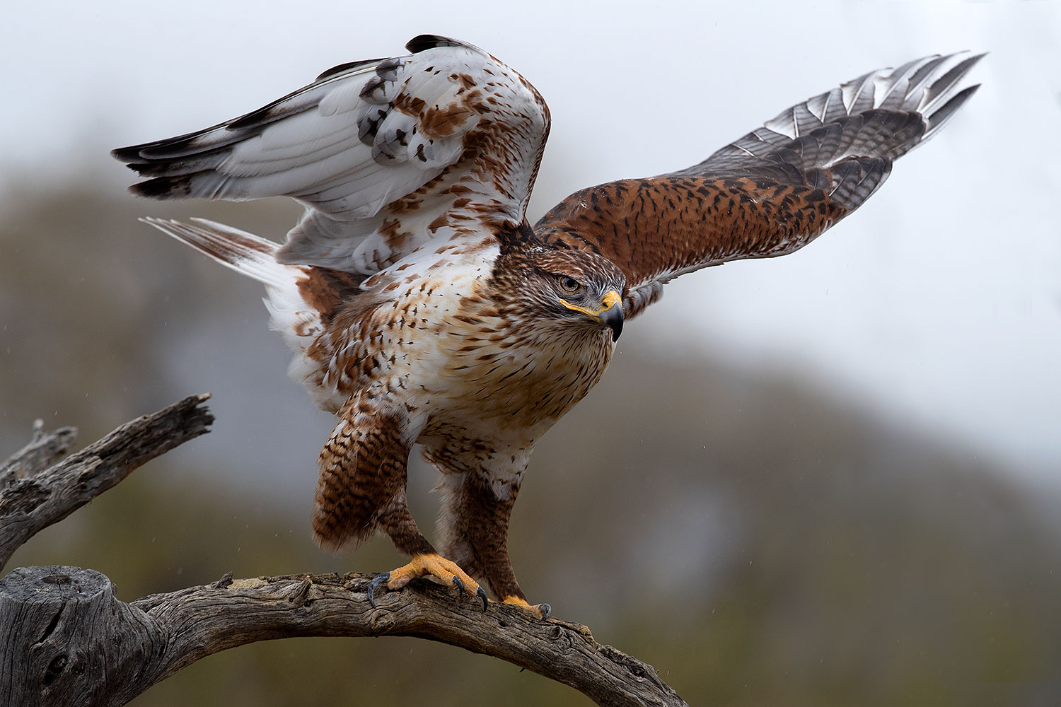 2017-02-19-museum-ferruginous-1x2_6957