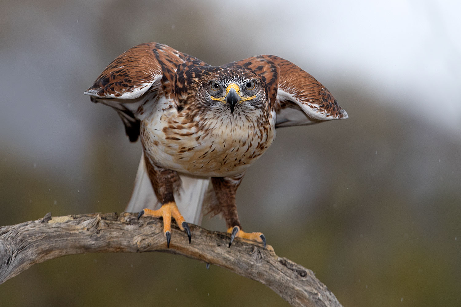 2017-02-19-museum-ferruginous-1x2_6984