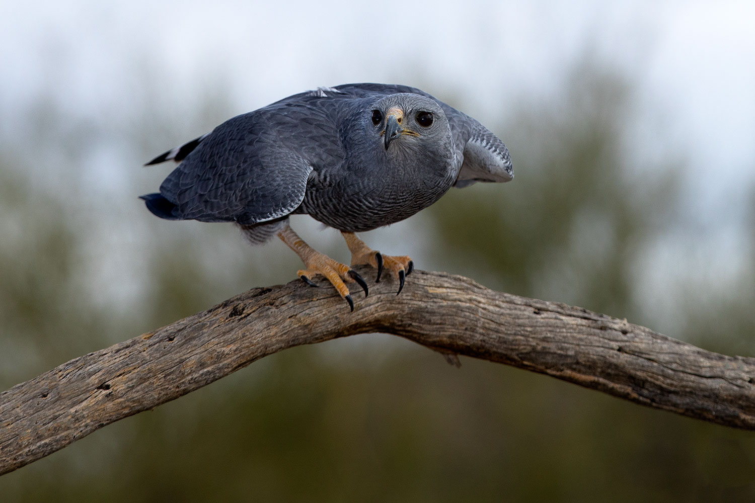 2017-02-19-museum-gray-1x2_7057