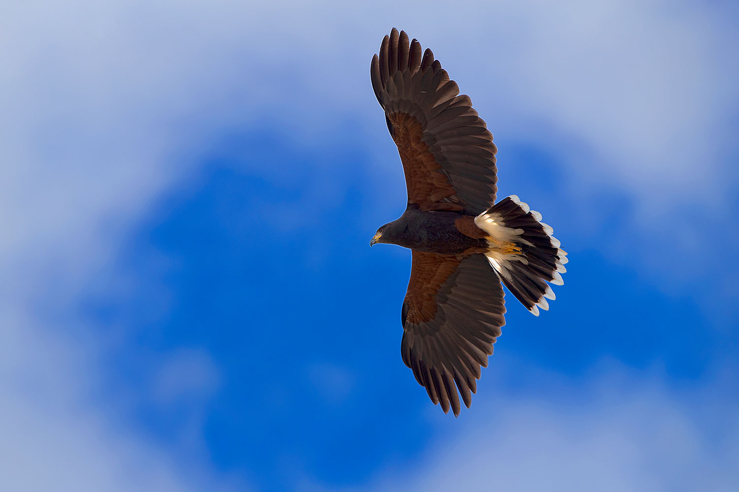 2017-02-19-museum-harris-1x2_7109