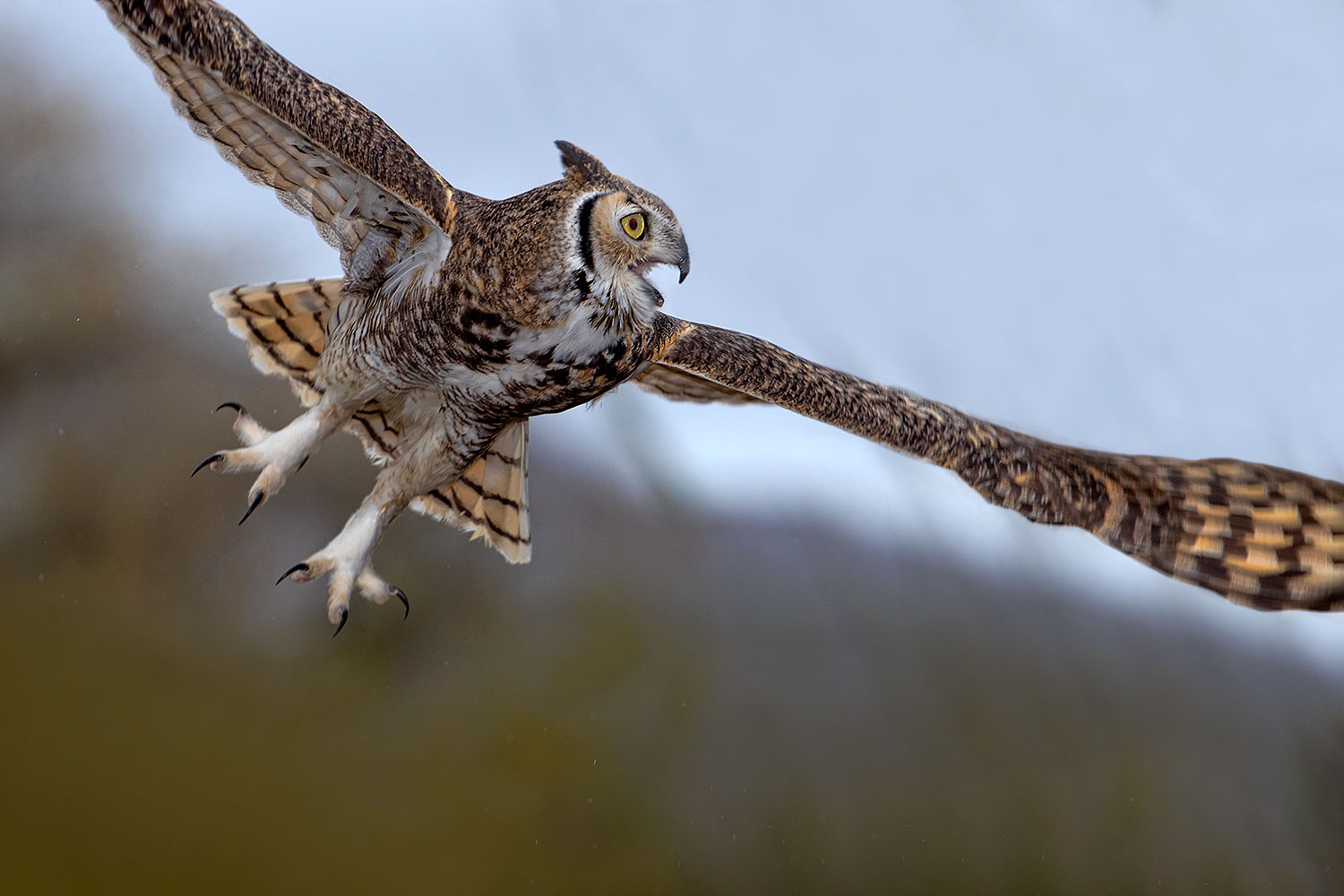 2017-02-19-museum-owl-1x2_6928