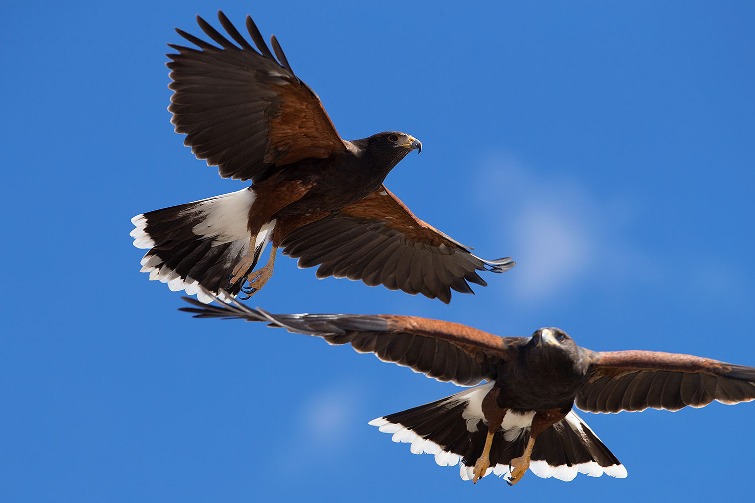 2017-02-20-museum-harris-1x2_7649