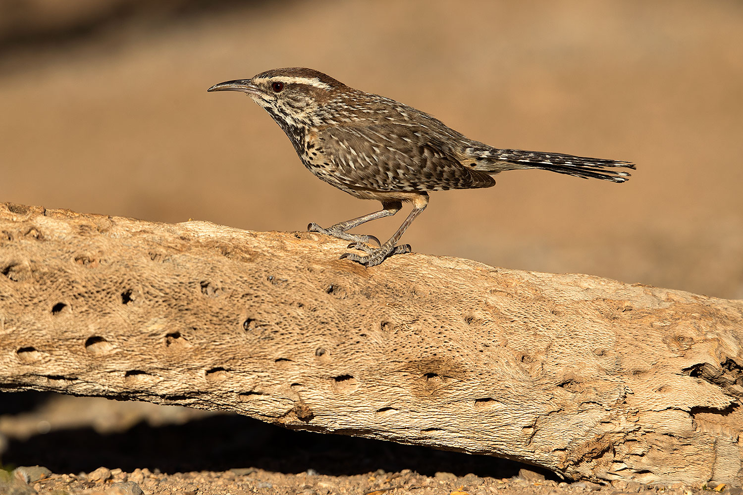 2017-05-23-tucson-wren-1x2_5260