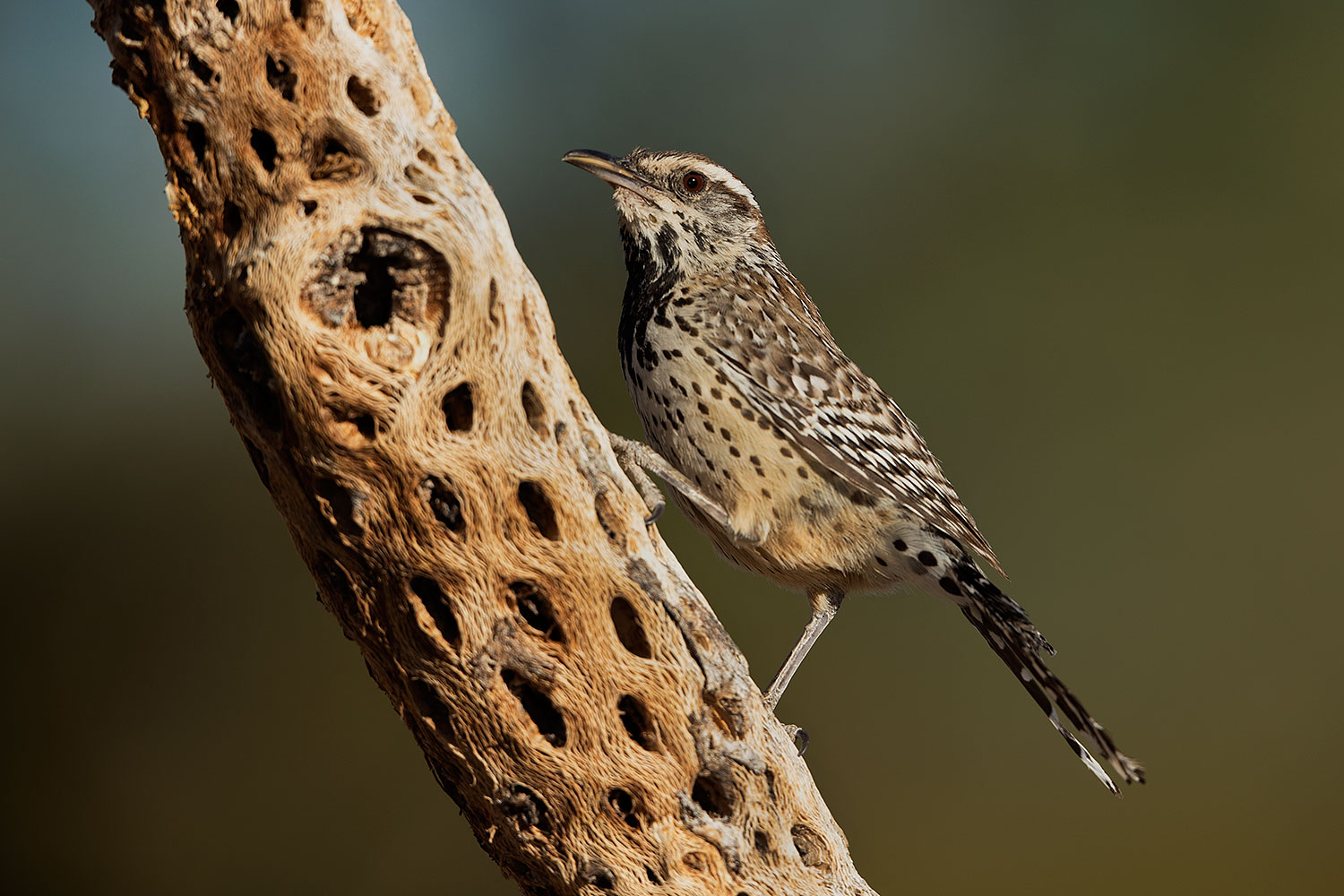 2017-05-23-tucson-wren-1x2_5275