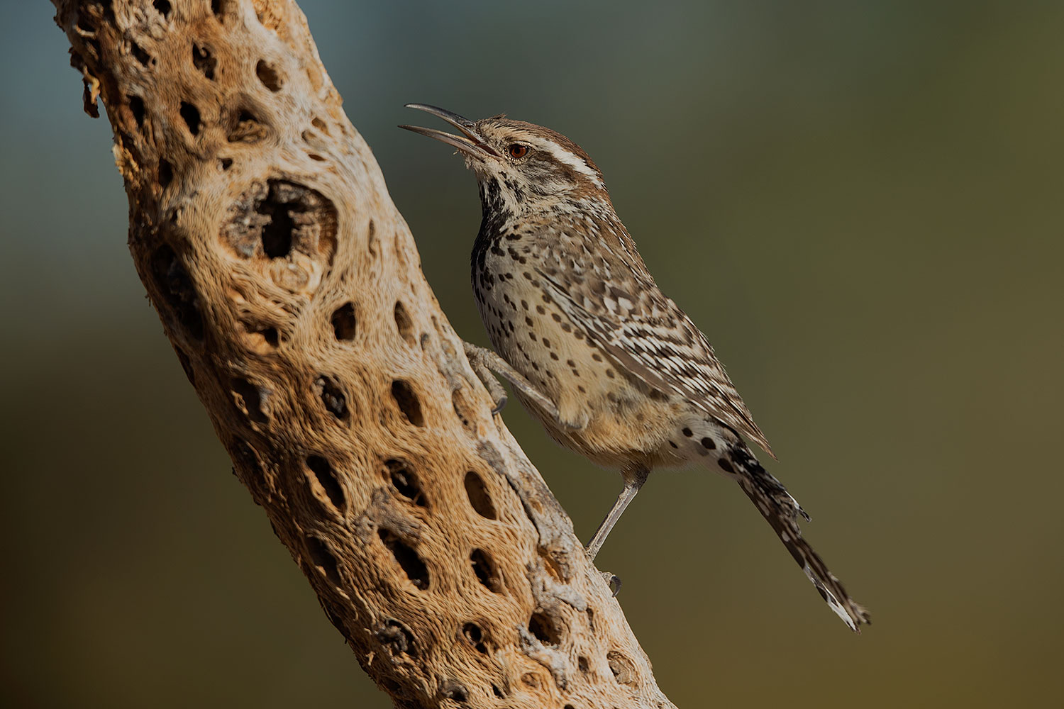 2017-05-23-tucson-wren-1x2_5281