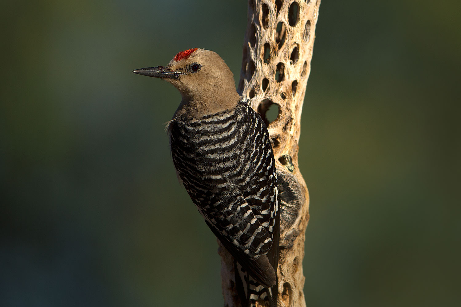 2017-06-17-tucson-woodpecker-1x_51728