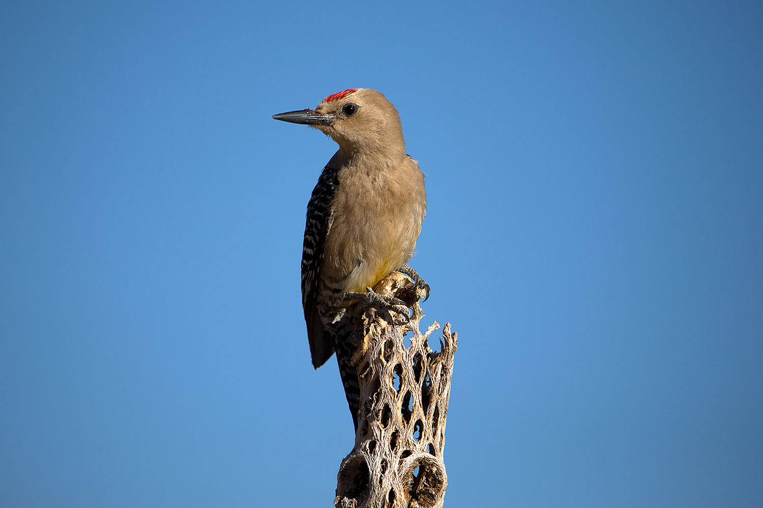2017-06-17-tucson-woodpecker-1x_51754
