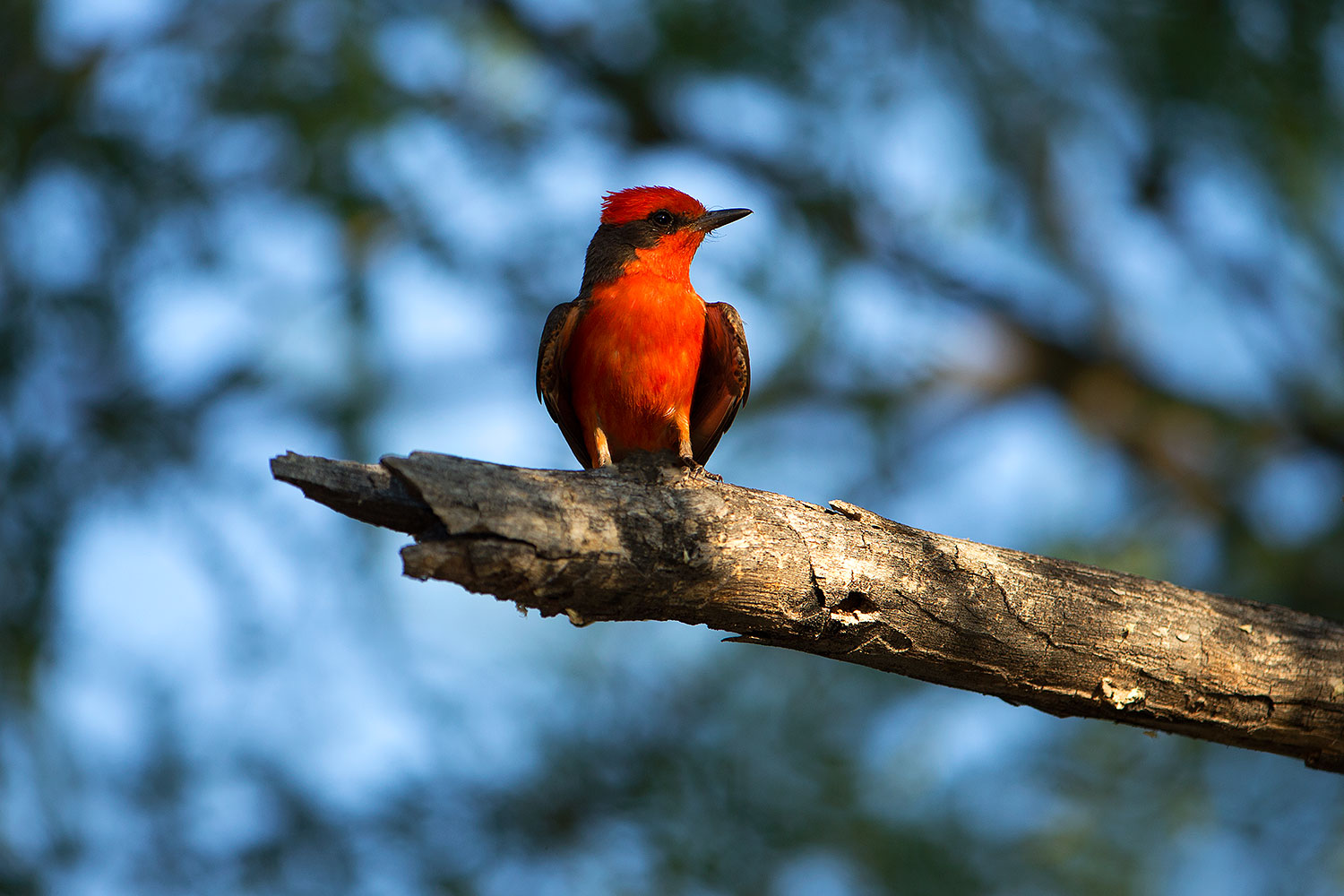 2017-06-26-catalina-flycat-1x_54832