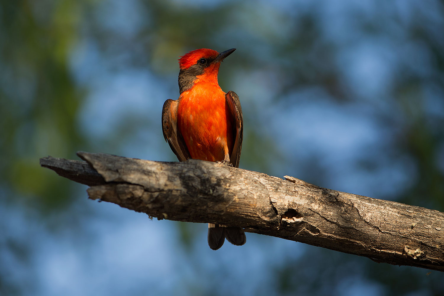 2017-06-26-catalina-flycat-1x_54864