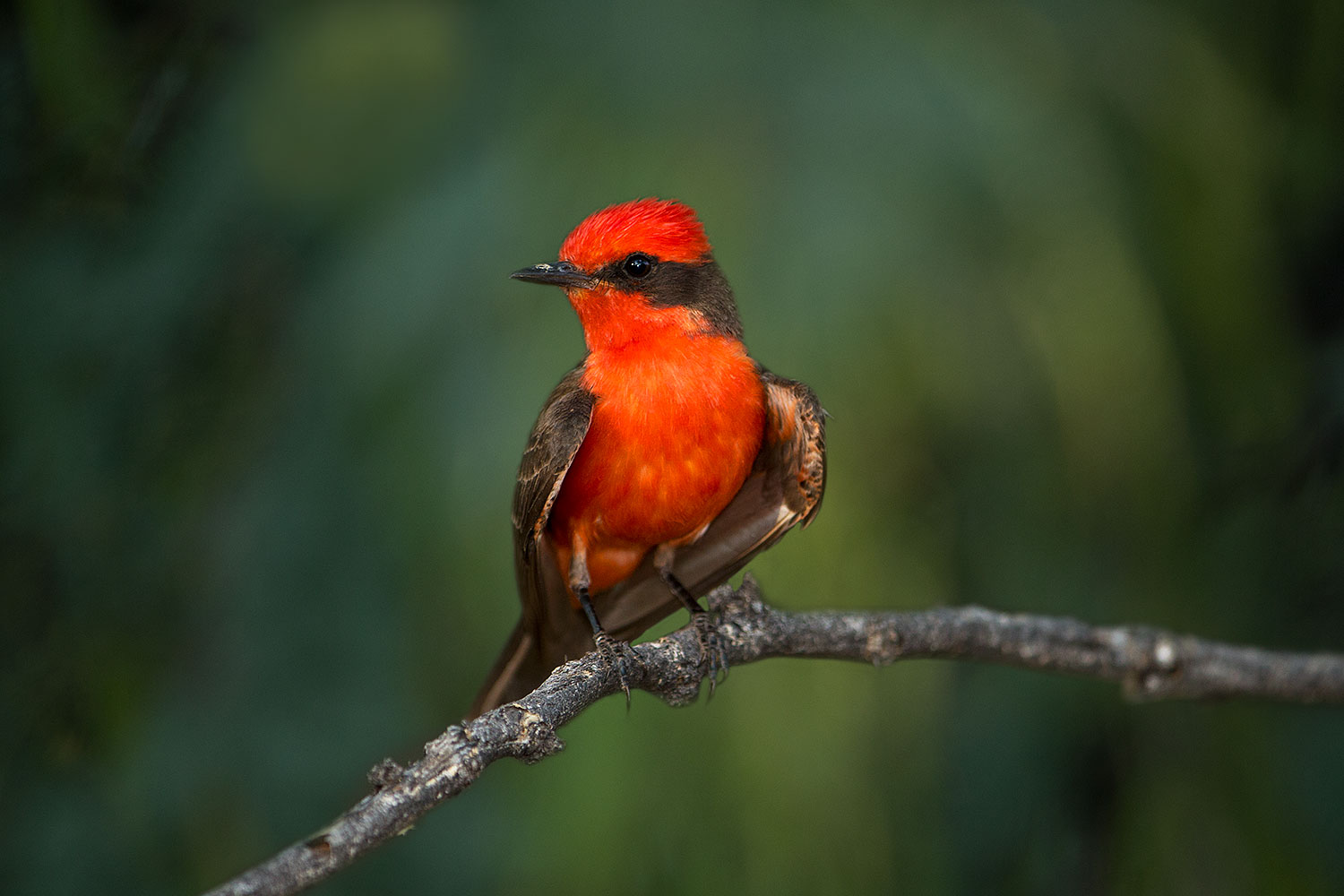 2017-06-26-catalina-flycat-97-1x_55140