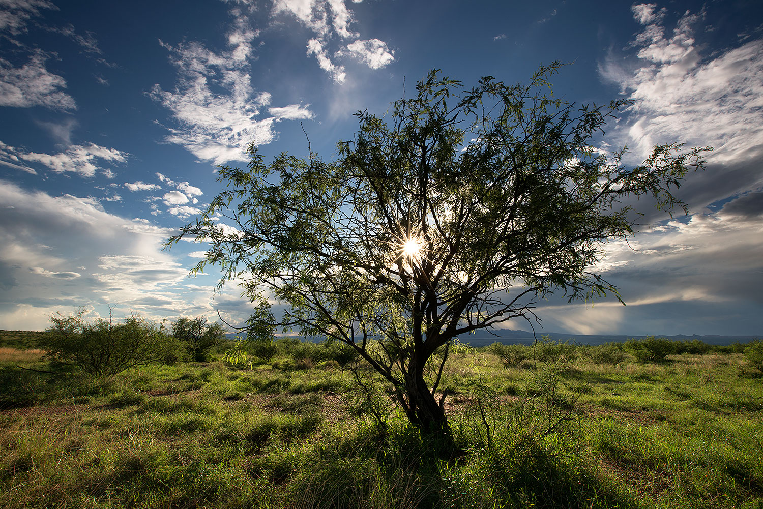 2017-08-03-rita-sun-tree-a7r2_00199