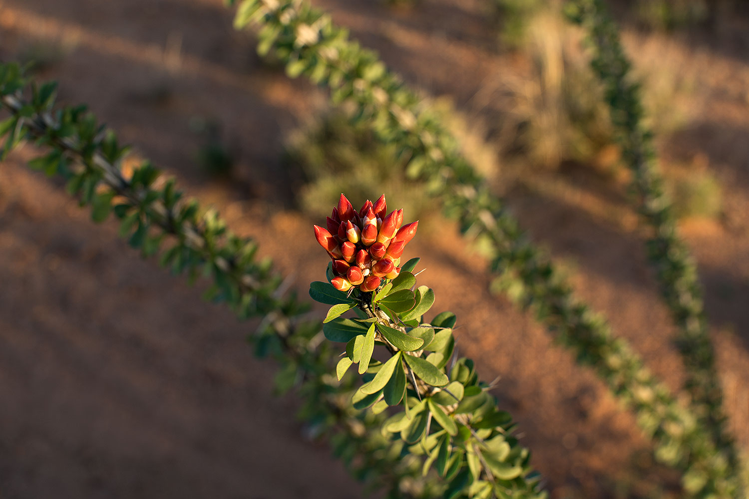 2018-03-30-gv-ocoti-mi25-a7r3_0325