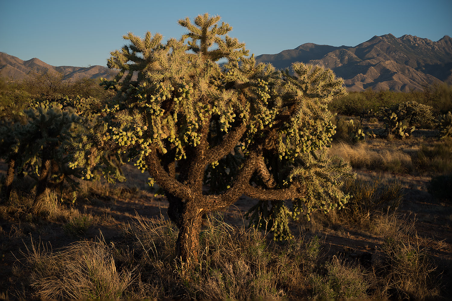 2018-04-02-rita-cholla-1-2-3-m10_0030