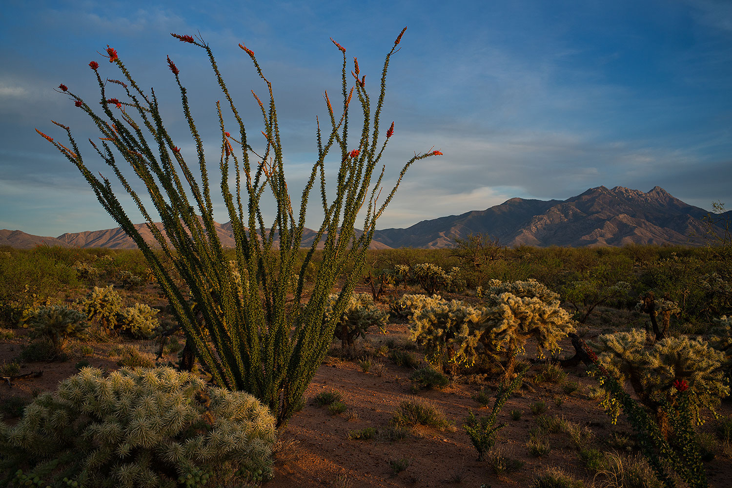 2018-04-05-rita-ocotillo-mi100-a7r3_0687