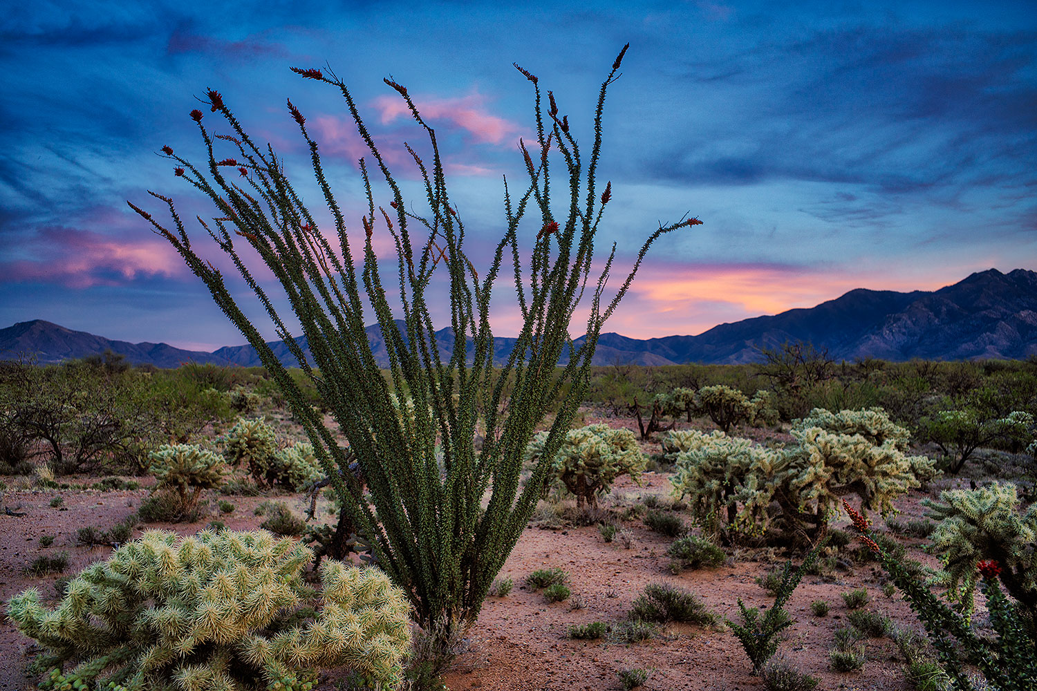 2018-04-05-rita-ocotilo-ausm1-a7r3_0694