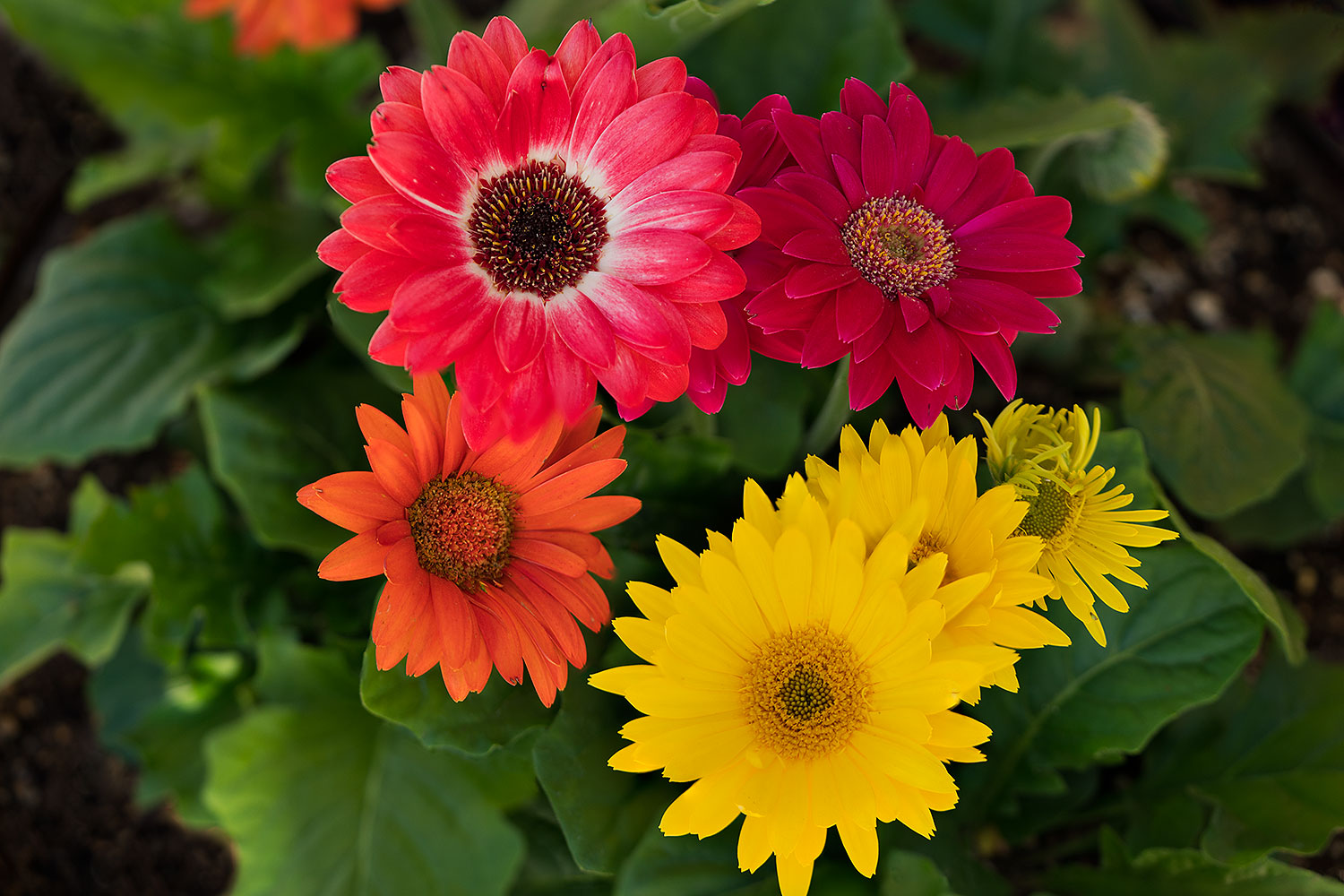 2018-04-11-gv-gerber-mi50-31to3-a7r3_0730